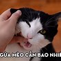 Chích Ngừa Mèo Cào Bao Nhiêu Mũi